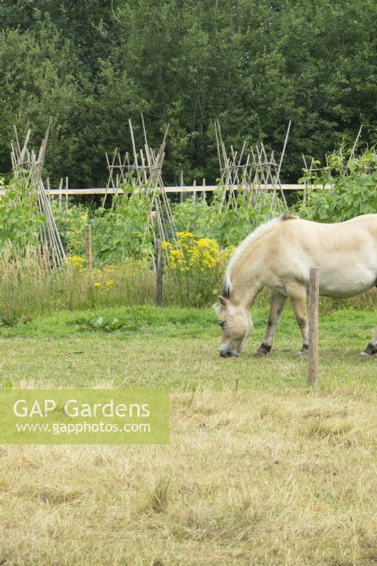 Grazing horse in front of the vegetable garden. 
