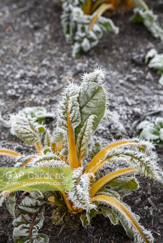 Beta vulgaris subsp. cicla var. flavescens - Swiss chard in the frost
