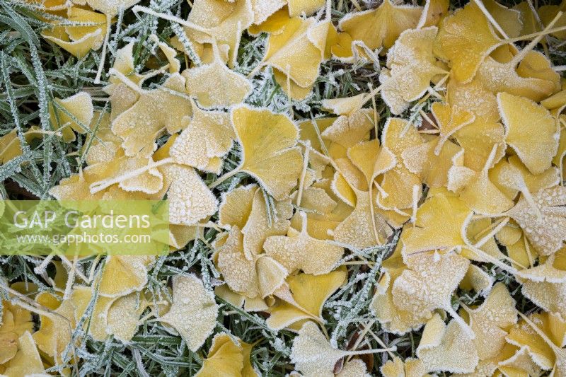 Ginkgo Biloba - Maidenhair tree leaves in the frost