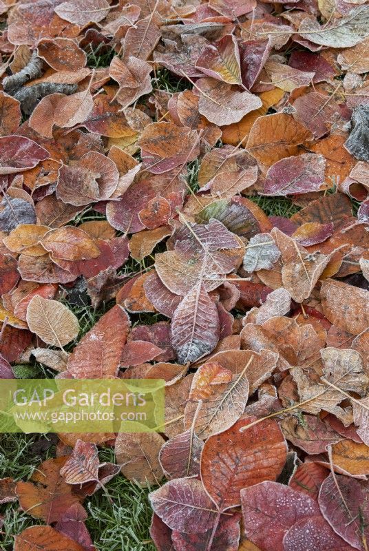 Cotinus 'Grace' - Fallen Smoke tree foliage in the frost