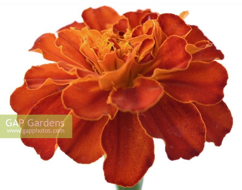 Tagetes patula  Durango Red  'Pas221545'  French marigold  Durango Series  Flower fading with age  August