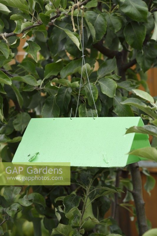 Codling moth Cydia pomonella trap hanging in tree  July