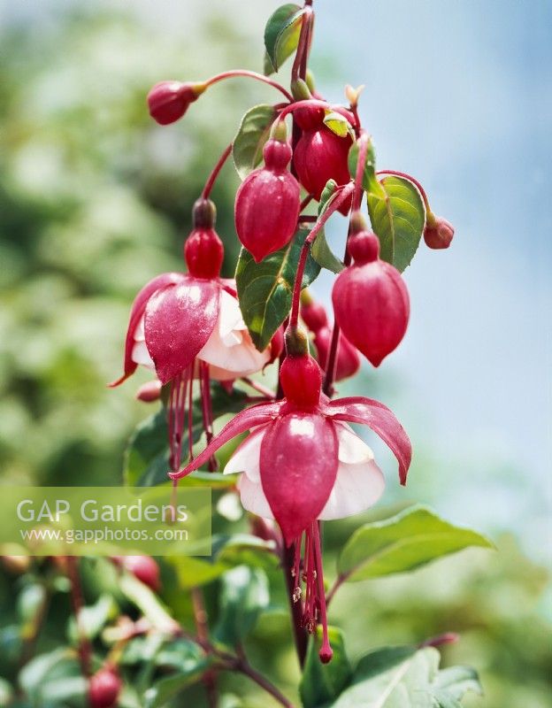 Fuchsia Brookwood Belle, summer June