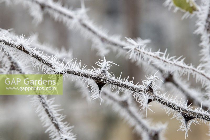Zanthoxylum simulans - Sichuan pepper thorns in the frost
