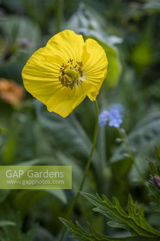 Meconopsis cambrica, Welsh Poppy