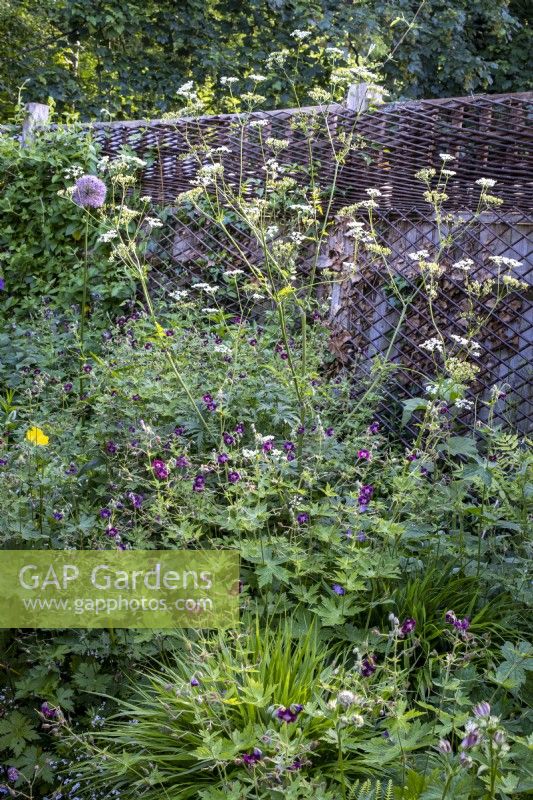Overgrown and informal small town garden border, with Geranium 'Mourning Widow' and Cenolophium denudatum, Baltic Parsley