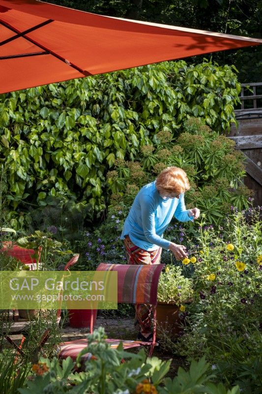 Garden owner tidying flower bed in her London cottage garden, summer