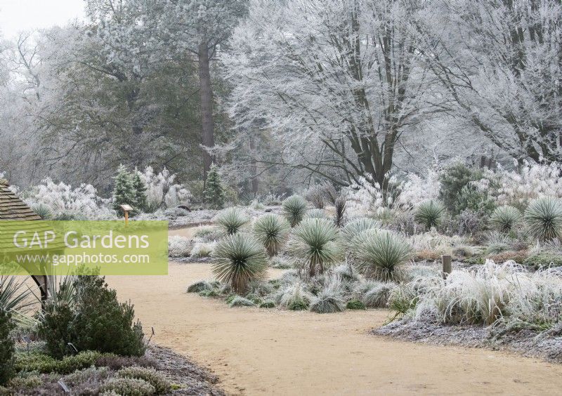 Howards field in the frost at RHS Wisley Gardens 