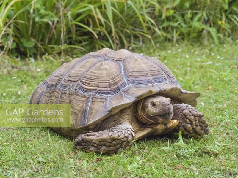 Chelonoidis nigra - Galapagos Tortoise in UK garden