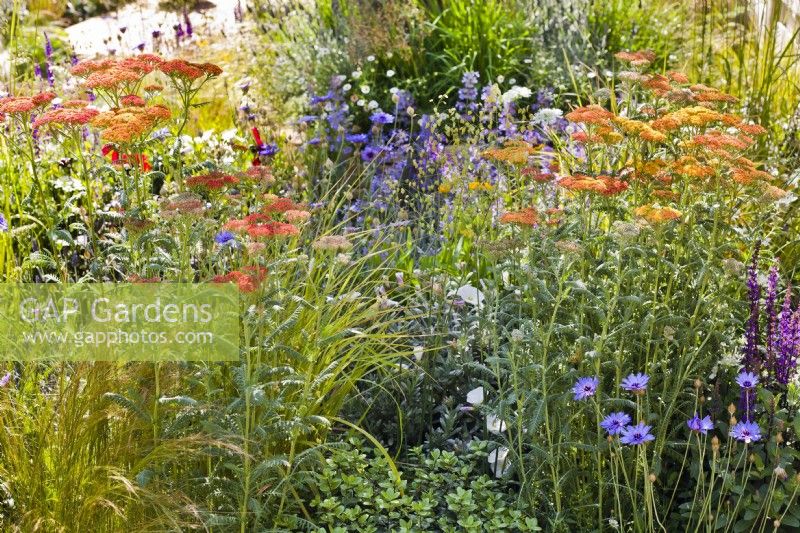 Summer bed with Achillea 'Walther Funcke', Briza media, Convolvulus cneorum and Catananche caerulea.