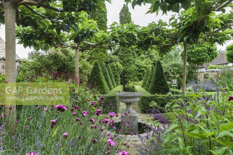 View of contemporary country garden with table top white mulberries, and box and yew topiary. Dianthus carthusianorum, Persicaria amplexicaulis. July