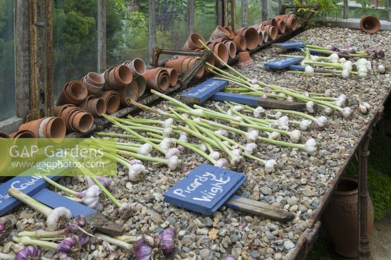 Harvested garlic. Bulbs laid out to dry on greenhouse bench. July