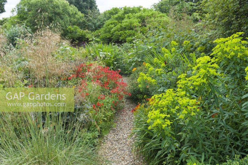 gravel path between colour themed herbaceous borders. Alstroemerias, Stipa gigantea and
 euphorbias. July
