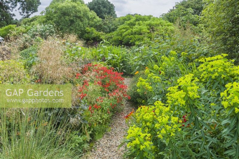 gravel path between colour themed herbaceous borders. Alstroemerias, Stipa gigantea and euphorbias. July