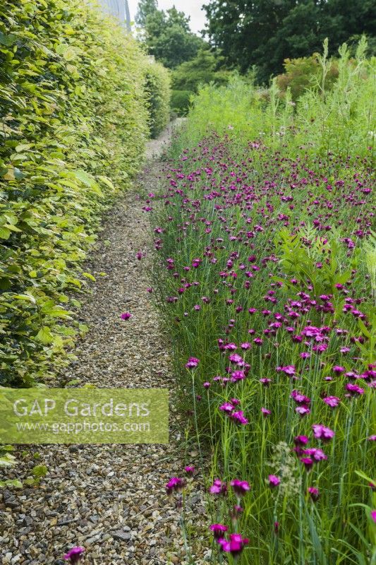 Dianthus carthusianorum self-seeded beside gravel path and beech hedge. July