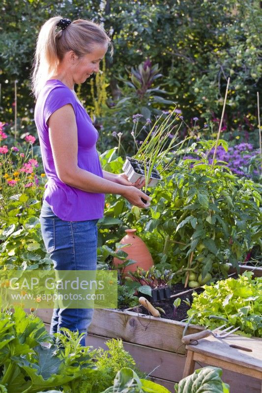 Woman holding plastic tray of leek plugs ready for planting in raised bed.