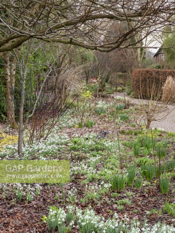 The winding paths of the garden provides interest and a constantly changing perspective.  By leaving the grass untrimmed and the taller Cornus sanguinea adds structure and further interest