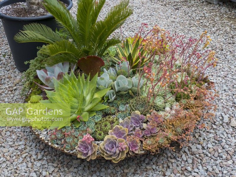 Large metal firepit bowl planted up with succulents