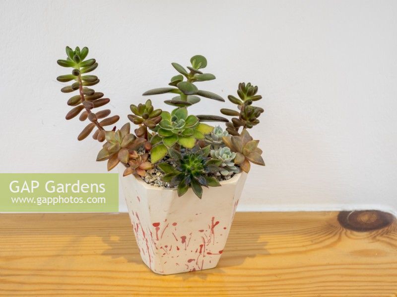 Decorative pot planted with succulents