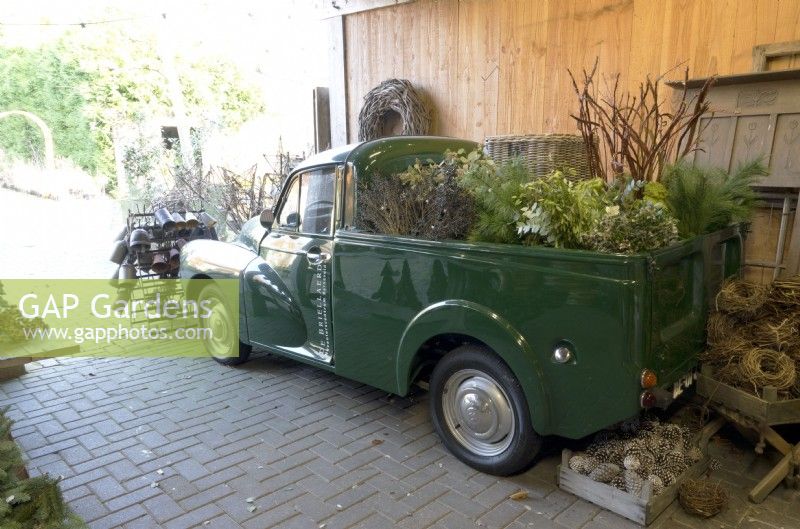 Old timer loaded with Christmas harvested green decorations in barn ready for decorating the garden.