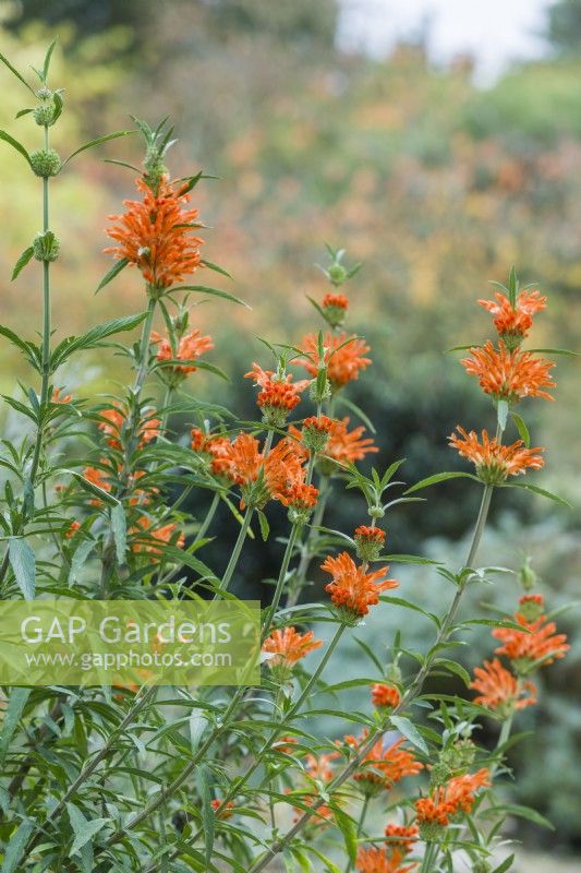 Leonotis leonurus - lion's tail, flowering in November