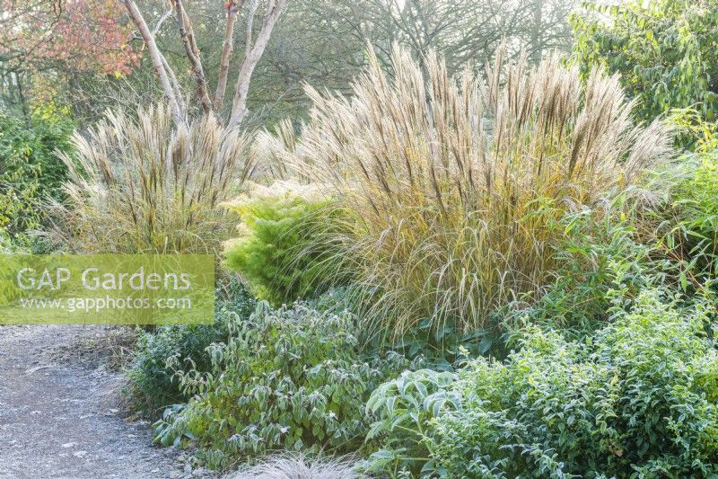 View of Winter Garden in late autumn with frost. Miscanthus sinensis 'Septemberrot', viburnum, sarcococca, and Cryptomeria japonica. November.