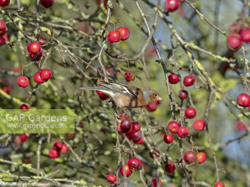 Chaffinch Fringilla coelebs feeding on seeds within the crab apple Winter