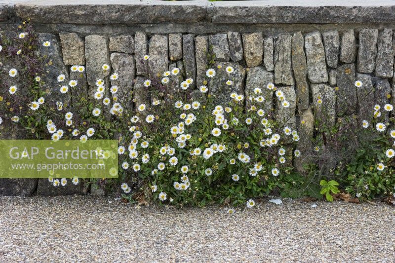 Erigeron karvinskianus, Mexican fleabane growing in a limestone wall.

Horatio's Garden South West - Salisbury
The Duke of Cornwall Spinal Treatment Centre