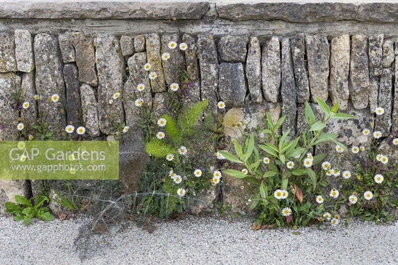 Erigeron karvinskianus, Mexican fleabane with Foeniculum vulgare, fennel growing in a limestone wall.

Horatio's Garden South West - Salisbury
The Duke of Cornwall Spinal Treatment Centre