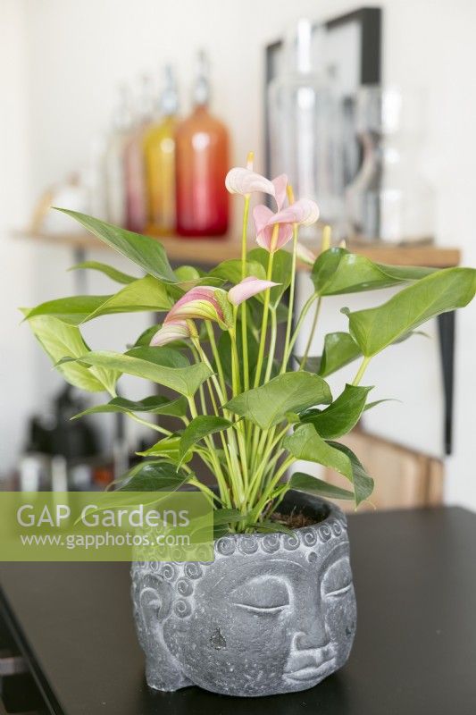 Anthurium andreanum, spring May