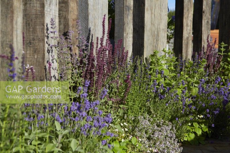 Reclaimed timber used as garden divider with border containing Salvia nemerosa, rosemary, thyme and lavender. July. Summer.