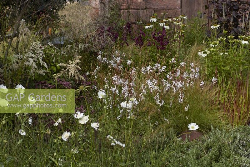 Naturalistic summer border with gaura, astilbe, echinacea and grasses. July.