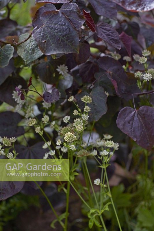 Cercis candensis 'Forest Pansy' - Rosebud Tree - with Astrantia 'Star of Billion' in July. Summer.