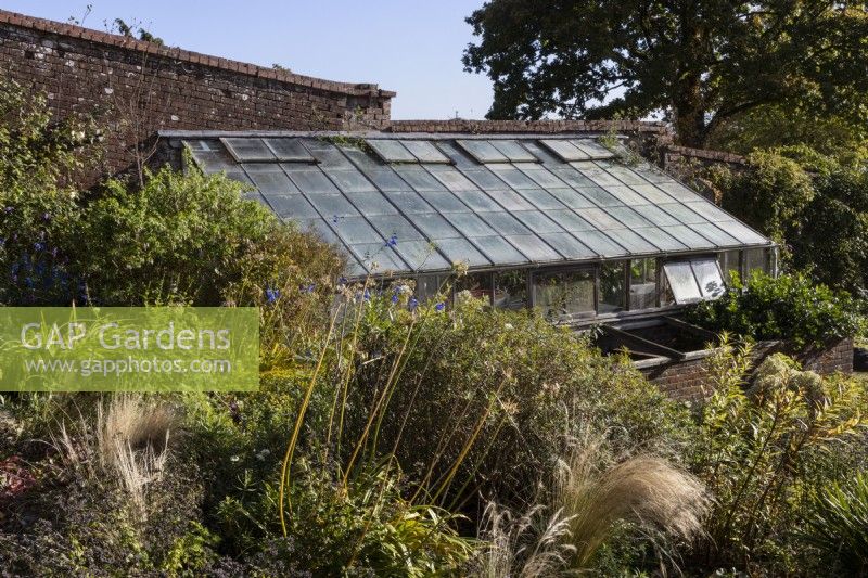 Looking over a variety of plants and foliage in autumn colours to an old wooden framed lean-to greenhouse set against a weathered red brick wall. Regency House, Devon NGS garden. Autumn