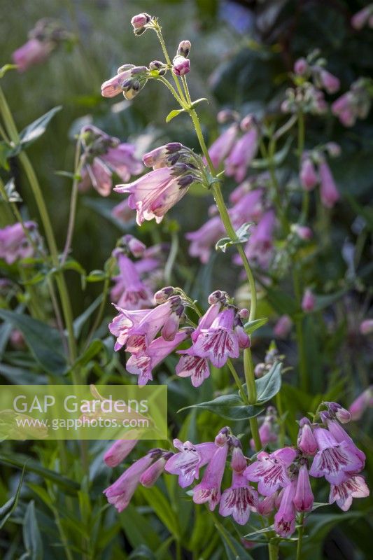 Penstemon 'Hidcote Pink'