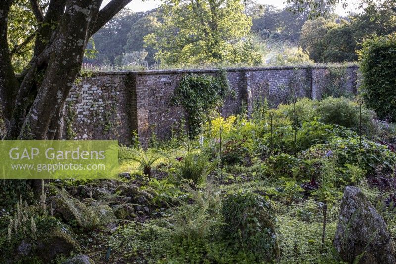 Shady woodland area filled with ferns, in a walled garden