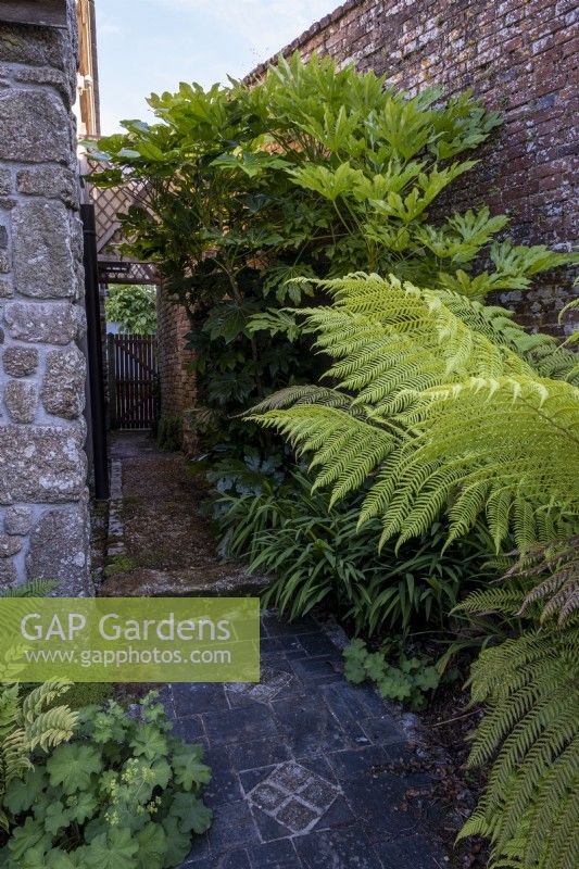 Narrow side passage alonsdie house with ferns and Fatsia plant. Slate paved path.