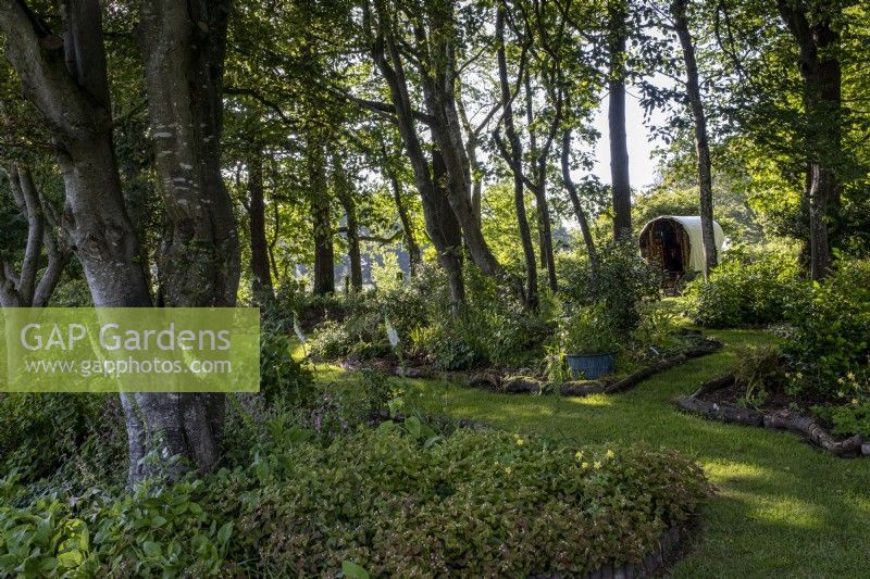 Shady woodland borders beneath trees in a summer garden, Gypsy caravan behind