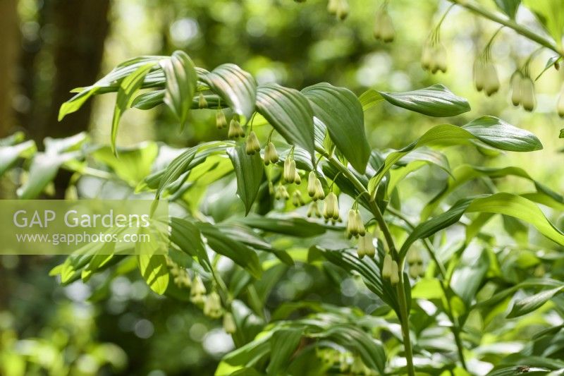 Polygonatum x hybridum