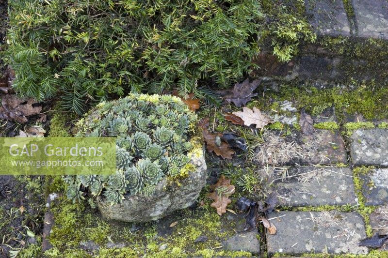 An old, weathered stone container is full of sempervivums, houseleeks. The container is sat on an old, weathered, moss covered brick path at the bottom of a step. Regency House, Devon NGS garden. Autumn