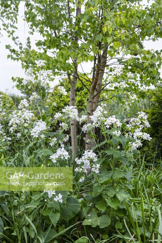 Lunaria rediviva, perennial honesty with Betula nigra, multistem River birch.

Horatio's Garden South West - Salisbury
The Duke of Cornwall Spinal Treatment Centre