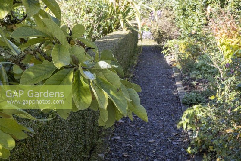 Magnolia cylindrica foliage in foreground, over a clipped box hedge beside a gravel path, lined with bricks. Regency House, Devon NGS garden. Autumn