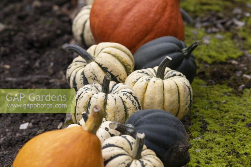 A variety of squashes in a row, ripening, line the edge of a moss covered path. Regency House, Devon NGS garden. Autumn