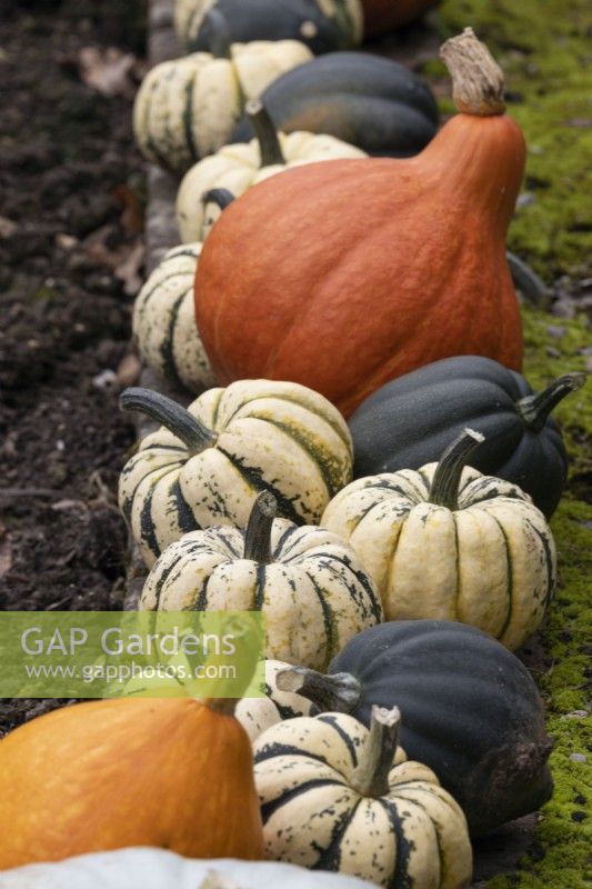 A variety of squashes in a row, ripening. Regency House, Devon NGS garden. Autumn