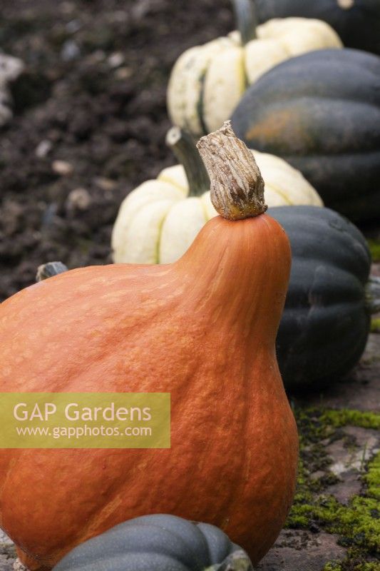 A variety of squashes in a row, ripening outdoors. Regency House, Devon NGS garden. Autumn