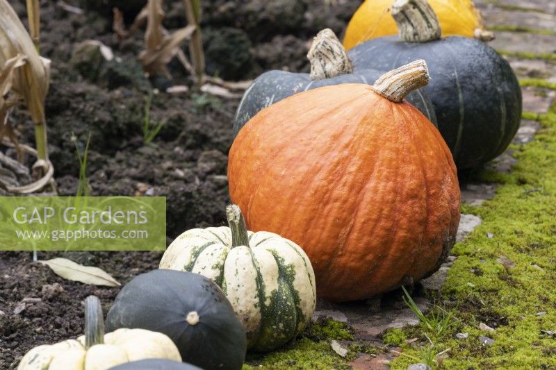 A variety of squashes in a row, ripening, line the edge of a moss covered path. Regency House, Devon NGS garden. Autumn