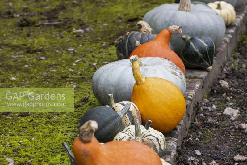 A variety of squashes in a row, ripening, line the edge of a moss covered path. Regency House, Devon NGS garden. Autumn
