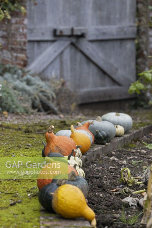 A variety of squashes in a row, ripening, line the edge of a moss covered and curved path. A large, weathered, double, wooden gate is in the background. Regncy House, Devon NGS garden. Autumn