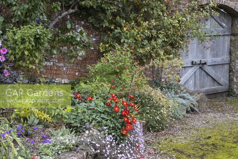 A border full of autumn colour including dahlias curving around a gravel path leading to an old double wooden gate set in a red brick wall. Regency House, Devon NGS garden. Autumn