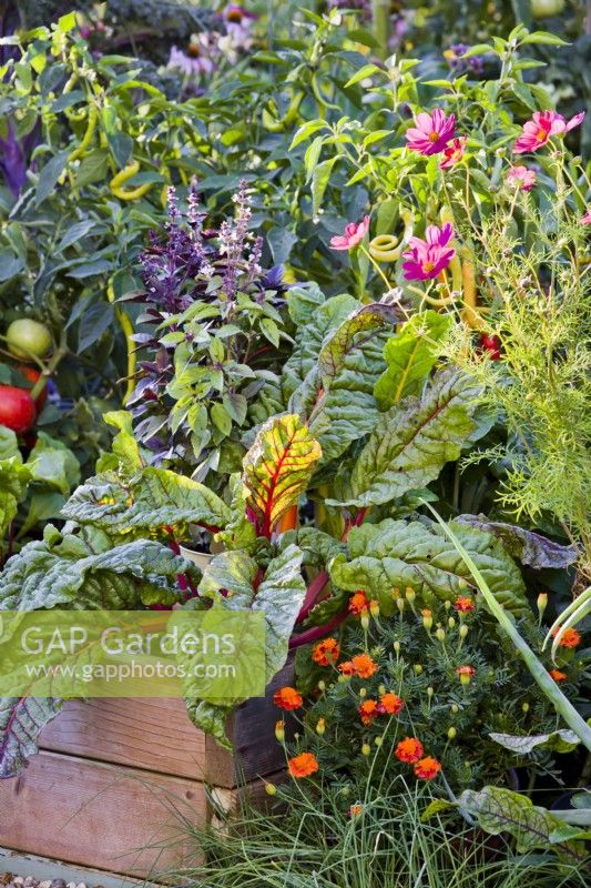 Raised bed with Swiss chard, basil, tomatoes and peppers,. Beside are French marigold and Cosmos bipinatus for attracting beneficial insects.